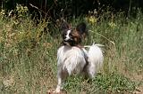 EPAGNEUL PAPILLON 151
